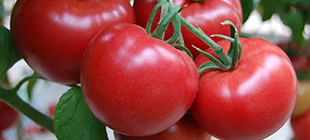 一种基于可见近红外高光谱成像的番茄品质评价新量化指标
